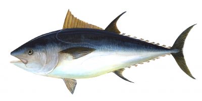 bluefin tuna.jpg